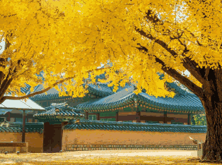 韩国外贸数据,外贸数据,金年会诚信至上外贸数据